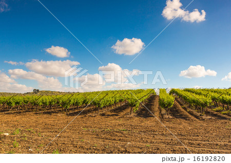 rural landscape, plantation of vineyards 16192820