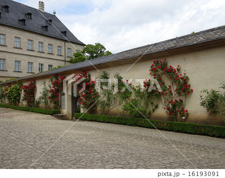 バラ園 バラ園 16193091