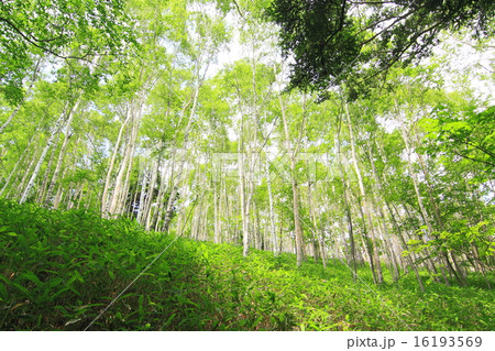 緑眩しい白樺の森 緑眩しい白樺の森 16193569