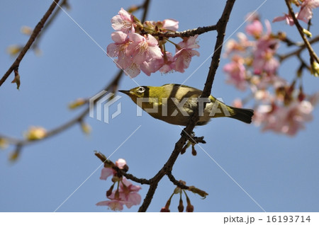 メジロと河津桜 16193714