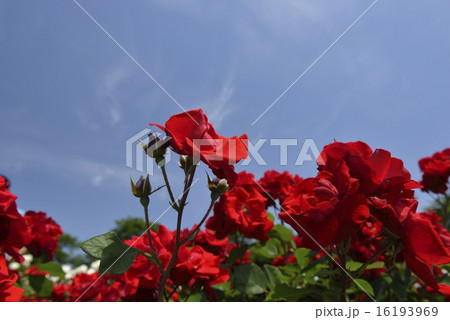 青空と薔薇 トルナード 青空と薔薇 トルナード 16193969