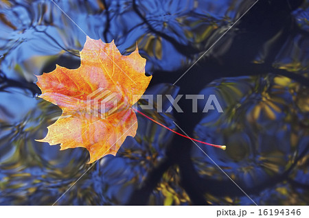 autumn leaf on the water 16194346