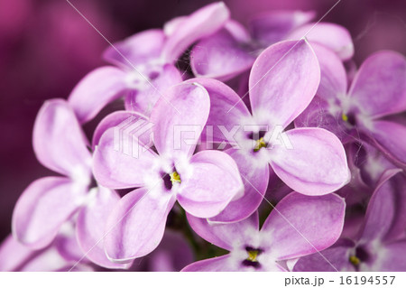 Macro image of spring lilac violet flowers 16194557