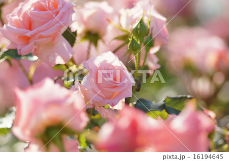 バラの花 バラの花 16194645
