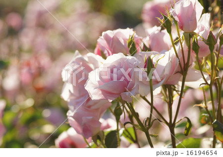 バラの花 16194654