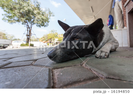 stretdog 16194850