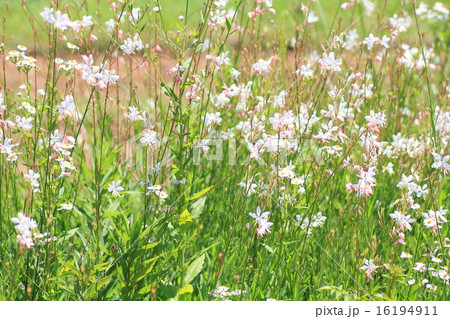 ガウラの花 ガウラの花 16194911