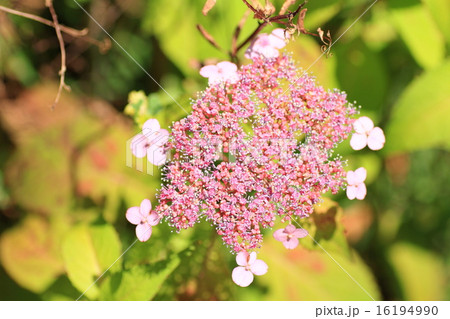 アジサイの花 アジサイの花 16194990