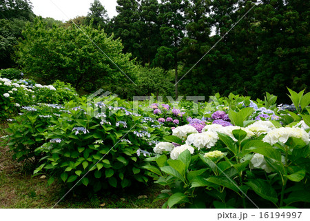 紫陽花の公園 16194997
