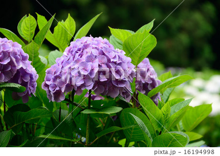 紫陽花の公園 16194998