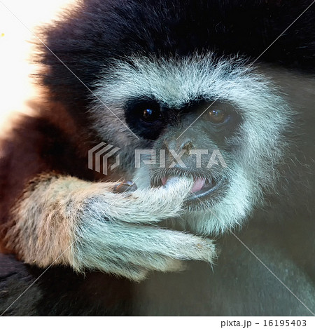 Closeup of monkey in zoo 16195403
