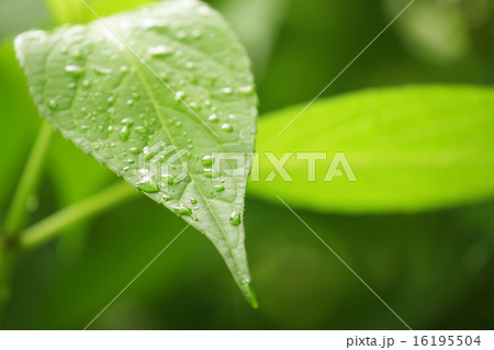 葉っぱの水滴 葉っぱの水滴 16195504