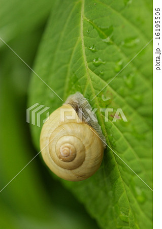 梅雨のかたつむり 梅雨のかたつむり 16195506