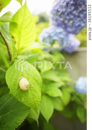 かたつむり 16195513