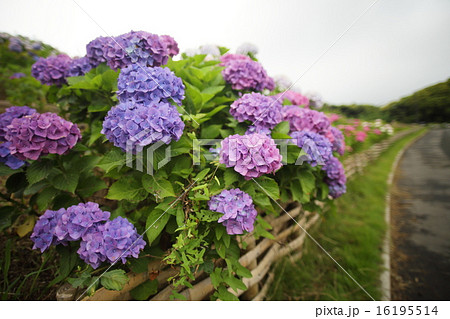 あじさい あじさい 16195514