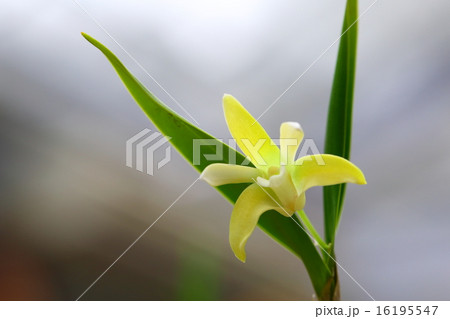 デンドロビウム・アダエの花 16195547