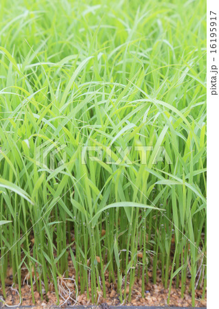 田植え前の稲の苗 16195917