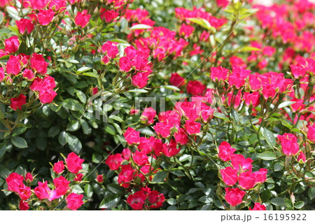 赤いバラ 16195922