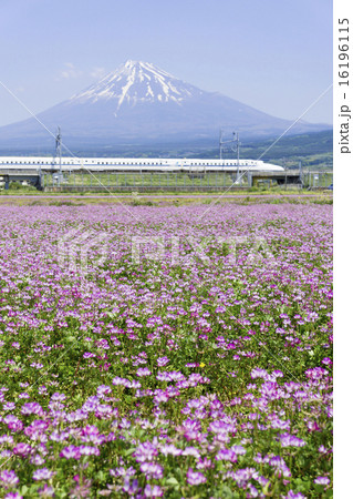 新幹線と富士山とお花畑 快晴青空 花畑クローズアップ 新幹線と富士山とお花畑 快晴青空 花畑クローズアップ 16196115