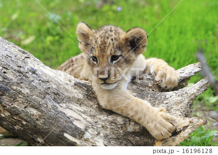 ライオンの赤ちゃん ライオンの赤ちゃん 16196128