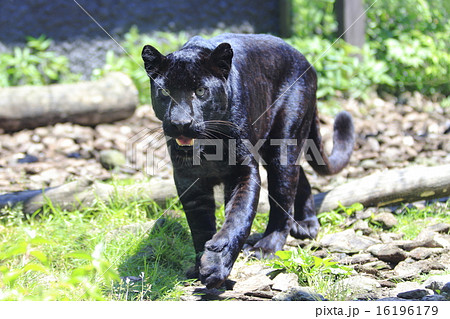 クロヒョウの写真素材