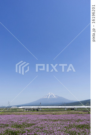 新幹線と富士山とお花畑　快晴青空　大空コピースペース 16196201
