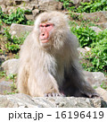 険しい表情で周囲を見張る猿 (ニホンザル) 16196419
