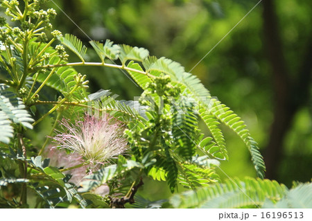 ネムノキ 16196513