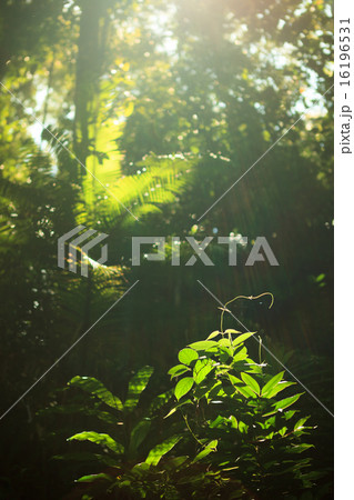 Small plant growing in rainforest 16196531