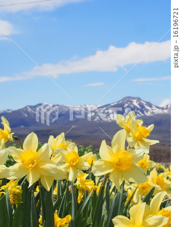 那須岳とスイセン 那須岳とスイセン 16196721