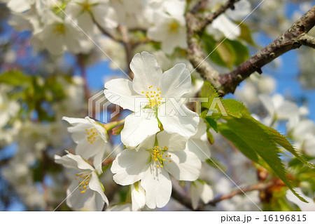桜 白 アップ 青空 桜 白 アップ 青空 16196815