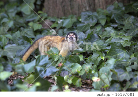 遊ぶリスザル 16197081