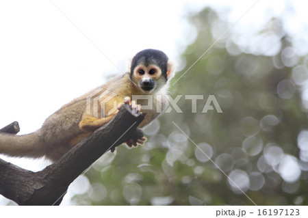 木の上のリスザル 16197123