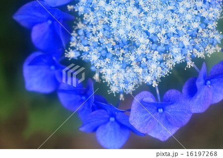 紫陽花 紫陽花 16197268