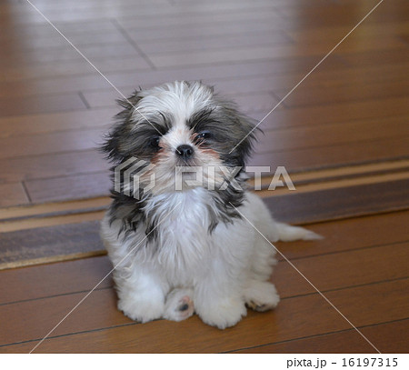 愛玩犬 シーズー 愛玩犬 シーズー 16197315