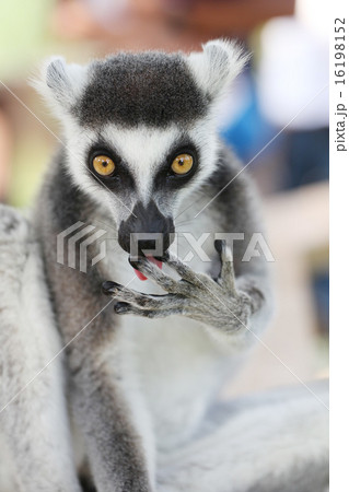 くつろぐワオキツネザル 16198152