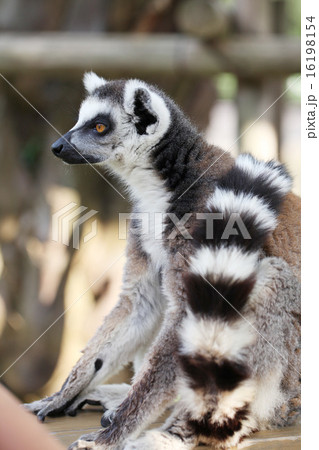 くつろぐワオキツネザル 16198154