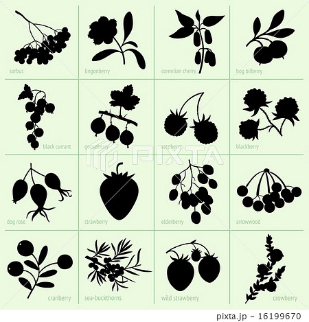 Berries 16199670