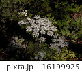 秋の野草　２ 16199925