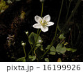 秋の野草　３ 16199926