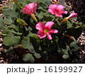 秋の野草　４ 16199927