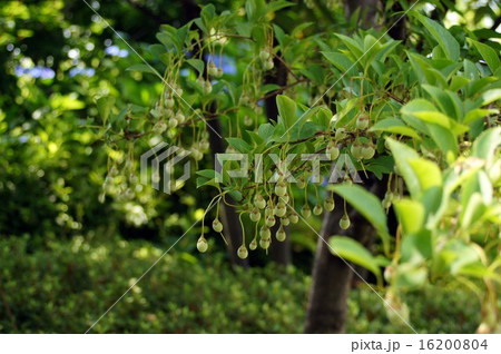 エゴノキの実 エゴノキの実 16200804