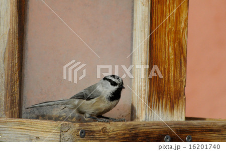 Mounatin chickadee at bird feeder 16201740