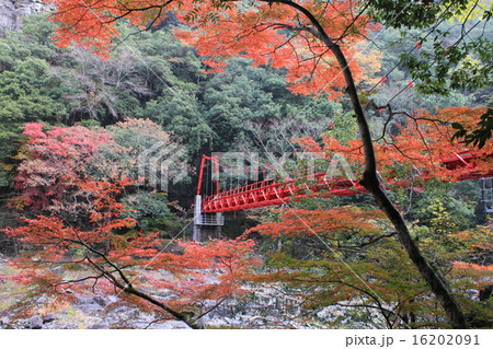 長門峡の紅葉 16202091