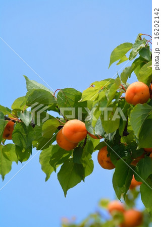 杏の実 杏の実 16202142