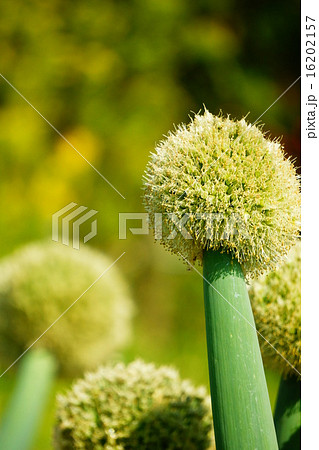 下仁田ネギ 下仁田ネギ 16202157