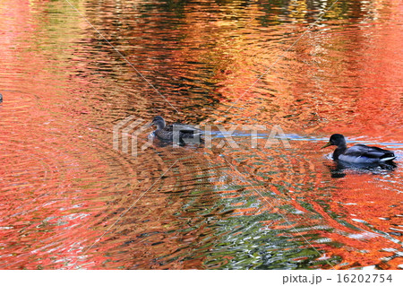 雲場池の紅葉 16202754