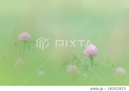 ムラサキツメクサ ムラサキツメクサ 16202823