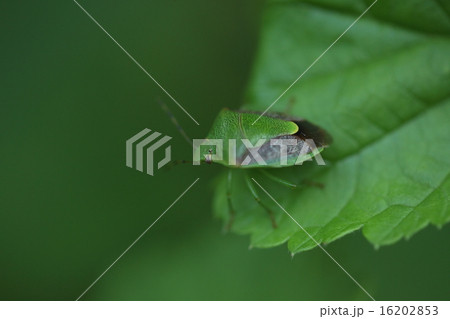 生き物 昆虫 チャバネアオカメムシ、果樹の大敵ですが発生数はスギやヒノキの実の量に左右されるそうです 生き物 昆虫 チャバネアオカメムシ、果樹の大敵ですが発生数はスギやヒノキの実の量に左右されるそうです 16202853