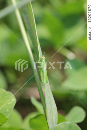 コバネイナゴの幼虫02 コバネイナゴの幼虫02 16202870